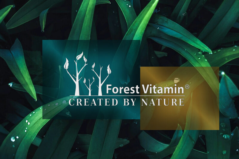 Forest Vitamin® KELP Ekstrakt Naturalna Jodyna 200 µg - 250 Tabletek - obrazek 4