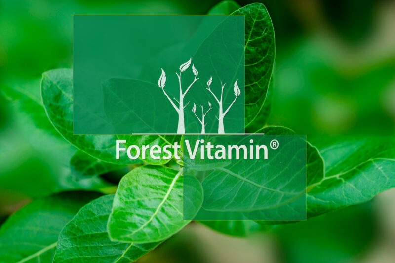 Forest Vitamin® Bacopa Monnieri Extract 500 mg - Capsules - Image 11