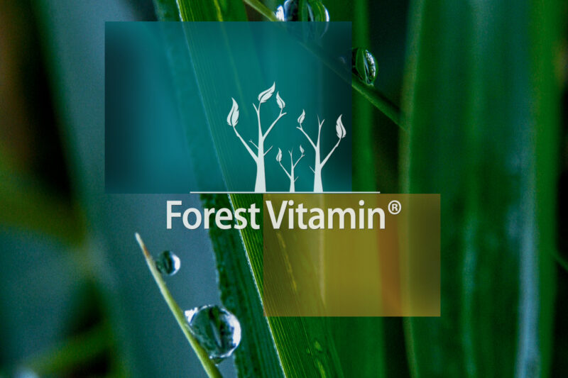 Forest Vitamin® KELP Ekstrakt Naturalna Jodyna 200 µg - 250 Tabletek - obrazek 10