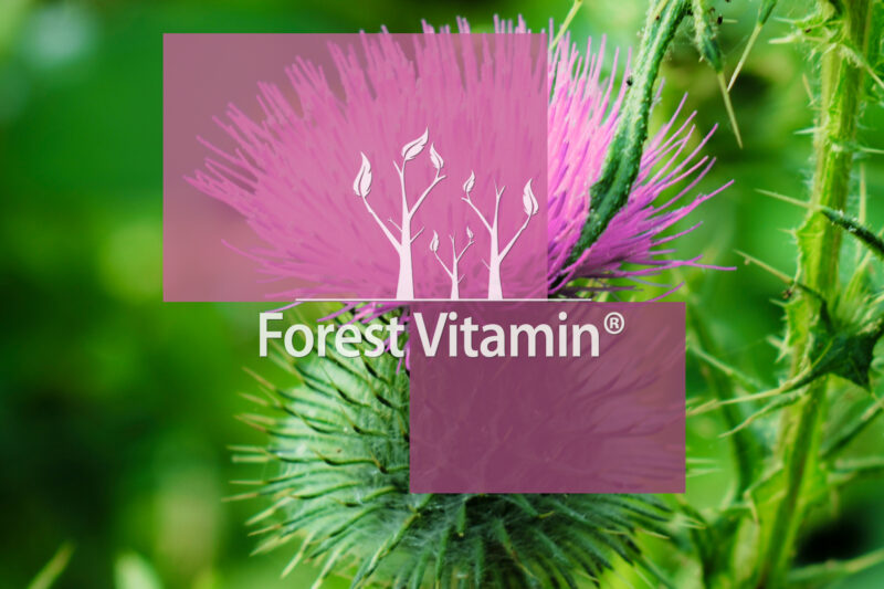 Forest Vitamin® Milk Thistle Exstract - 100 Capsules - Image 10