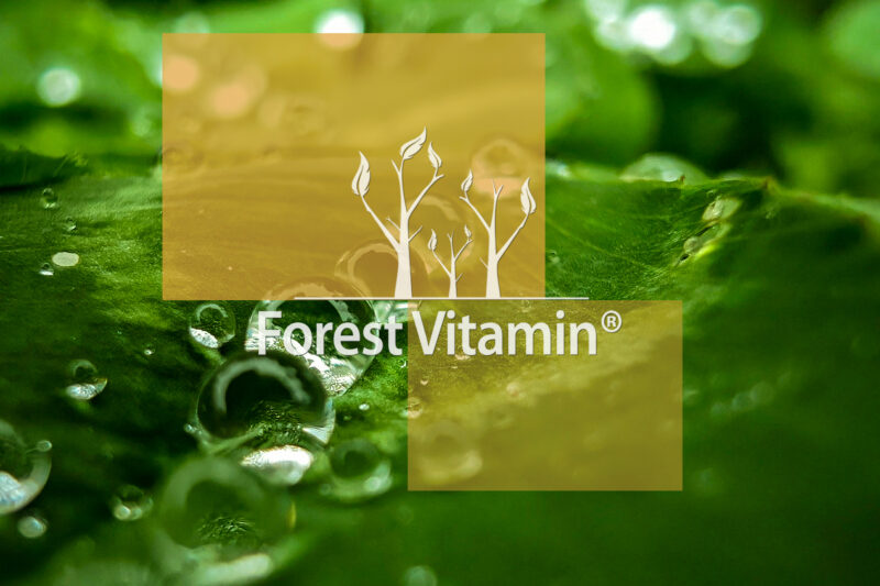 Forest Vitamin® Nattokinase 200 mg - 60 Capsules - Image 11