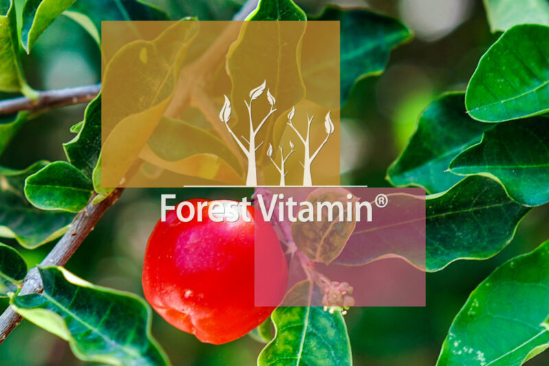 Forest Vitamin® Acerola Ekstrakt - Proszek - obrazek 13