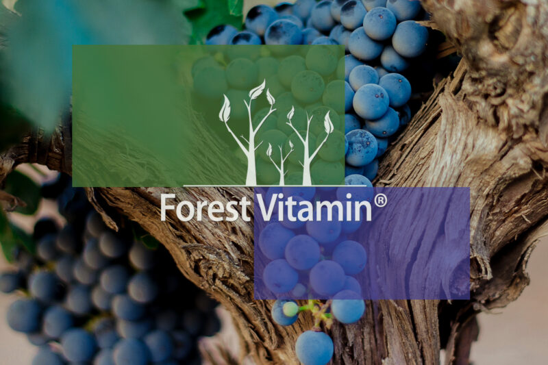 Forest Vitamin® Trans Resweratrol - 20g w Proszku - obrazek 11