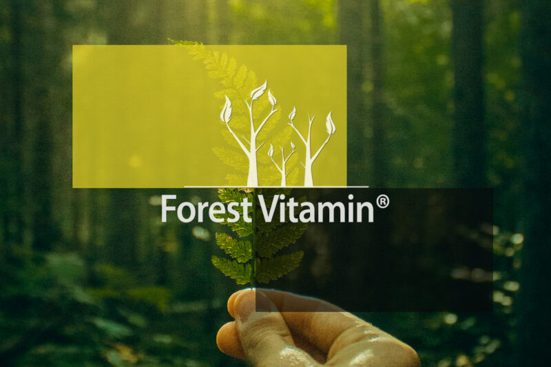 Forest Vitamin® FISETIN Extract 400 mg - 60 Capsules - Image 11