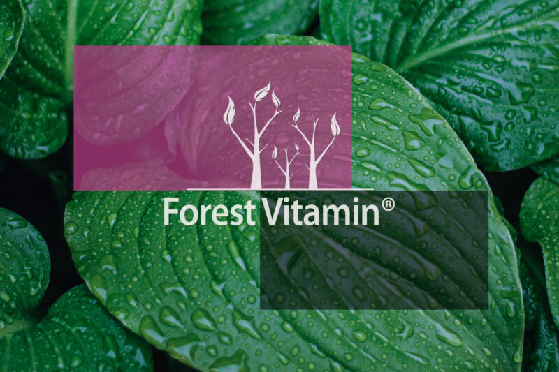 Forest Vitamin® - ProBiotyk - 60 Kapsułek - obrazek 12