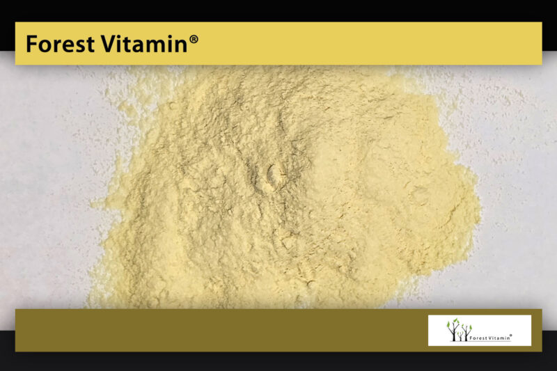 Forest Vitamin® GINGER Extract - 50 grams in Powder - Image 11