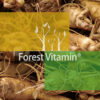 Forest Vitamin® Żeń-Szeń + Miłorząb Ekstrakt - 60 Kapsułek - obrazek 11