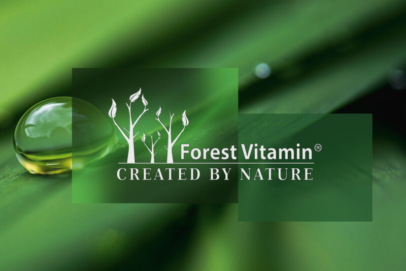 Forest Vitamin® Gotu Kola Wąkrotka Azjatycka Ekstrakt 500 mg - 100 Kapsułek - obrazek 4