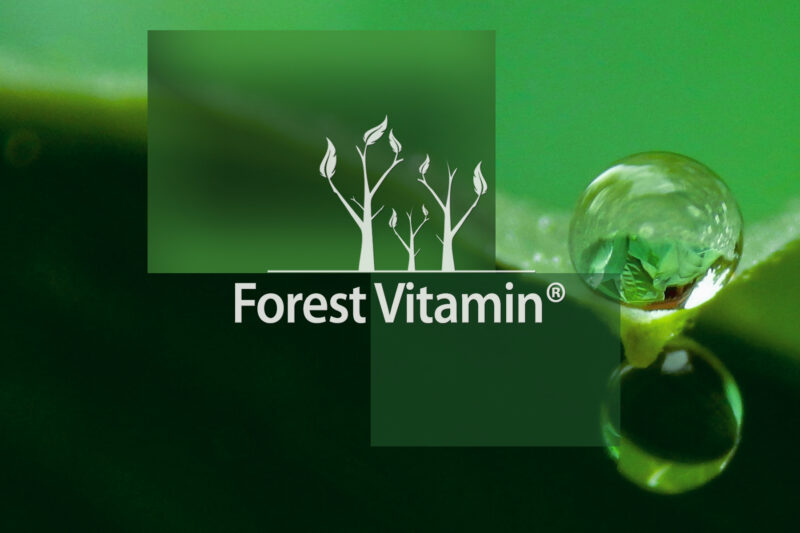 Forest Vitamin® Gotu Kola Wąkrotka Azjatycka Ekstrakt 500 mg - 100 Kapsułek - obrazek 10