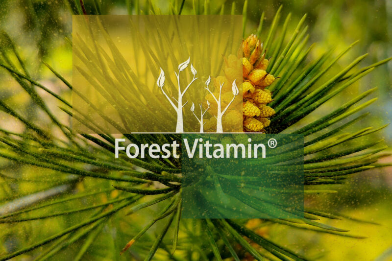Forest Vitamin® Pyłek Sosny 50 gramów w Proszku - obrazek 10