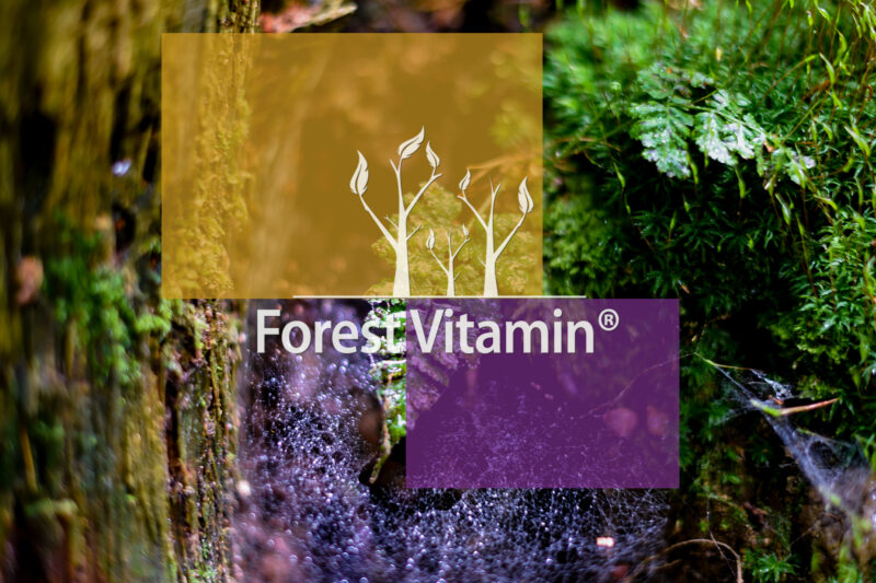 Forest Vitamin® Witamina B1 Tiamina 100 mg - 100 Kapsułek HPMC - obrazek 10